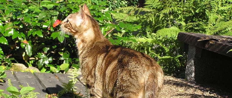 Chat Sokoké